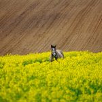Firmy dostarczają najrozmaitszy arsenał pokryć dachowych, zrealizowanych z rozmaitych materiałów o doskonałych właściwościach.